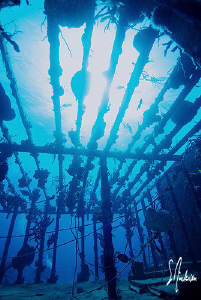 This image was taken during a dive on the Willaurie locat... by Steven Anderson 